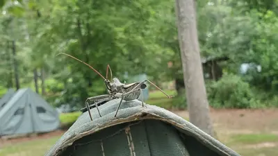 Wheelbug at Broad Creek Scout Reservation 20220729
