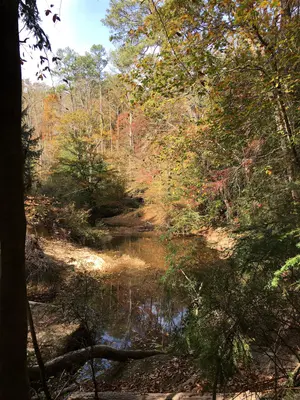 Sipsey Wilderness 2016 5