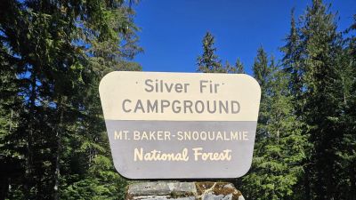 Silver Fir