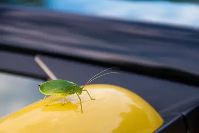 Katydid (120992127)