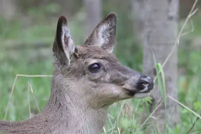 Odocoileus virginianus Bic 05