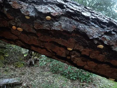 Veiled polypore (Cryptoporus volvatus) patch