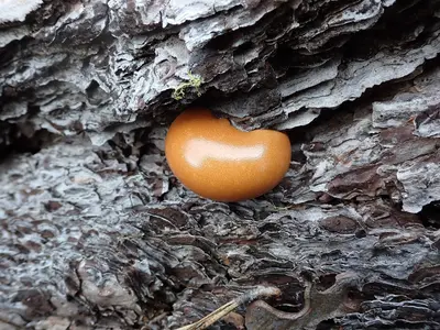 Veiled polypore (Cryptoporus volvatus)