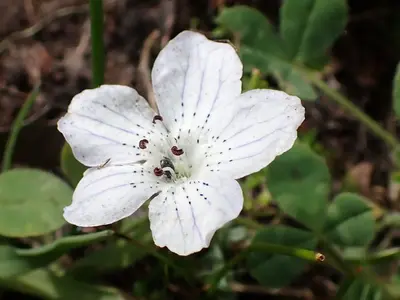 White Baby Blue Eyes (Nemophila menziesii var. atomaria)