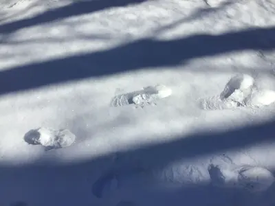 Footprints in my front yard with fresh snow