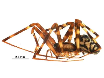 Pimoa altioculata f