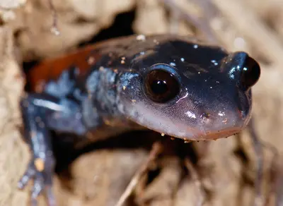 Plethodon yonahlossee (Yonahlossee Salamander) (2285292246)