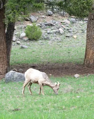 Yellowstone bighorn ewe