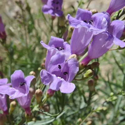 Penstemon sepalulus - Anders Hastings 01