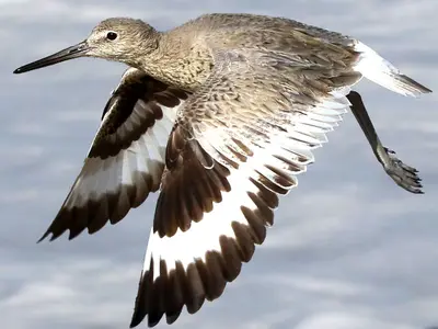 Tringa semipalmata-flapping