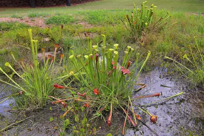 Pitcher Plants Texas Freshwater Fisheries Center 2025