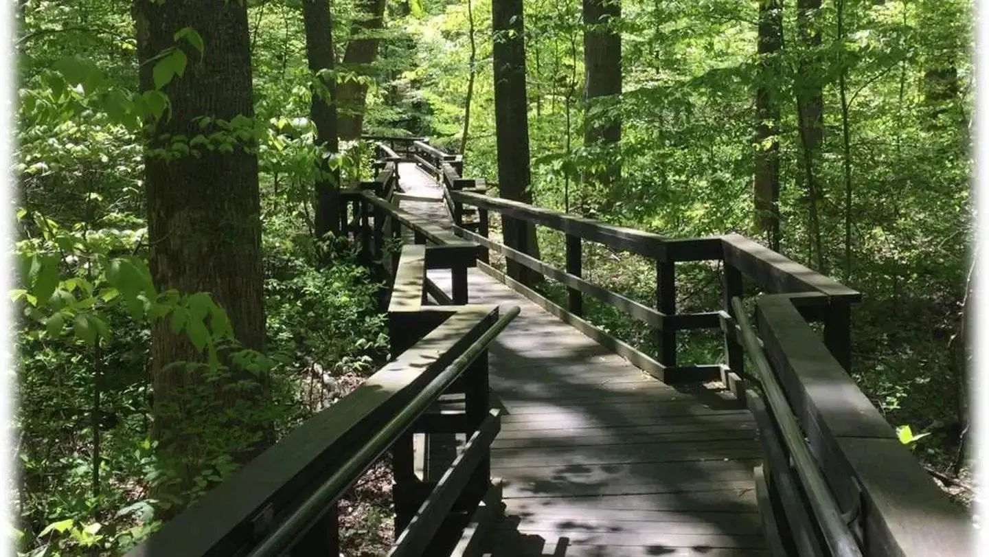 A wooden boardwalk angles through the woods along the Browns Farm Nature Trail