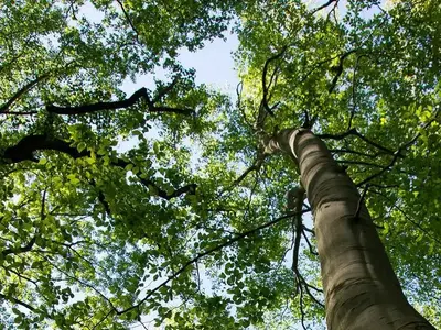 A photo of a blue sky taken from beneath the branches and leaves of an American Beech tree