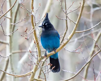 Steller's Jay (Cyanocitta stelleri)1