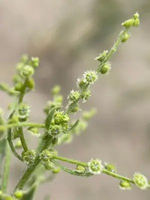 Cycloloma atriplicifolium 140327092