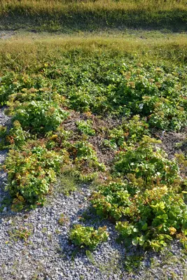 Scots Lovage (Ligusticum scoticum) - Port au Choix, Newfoundland 2019-08-19 (02)