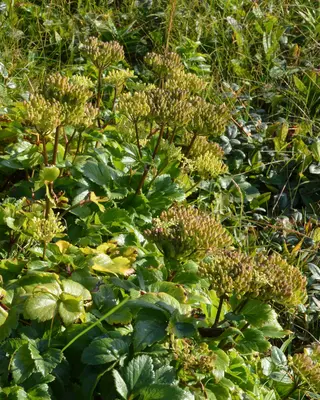 Scots Lovage (Ligusticum scoticum) - Port au Choix, Newfoundland 2019-08-19 (01)