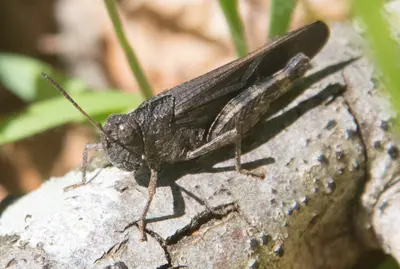 California Sulphur-winged Grasshopper Arphia behrensi (32916542673)