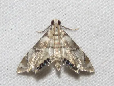 Eoparargyractis plevie
