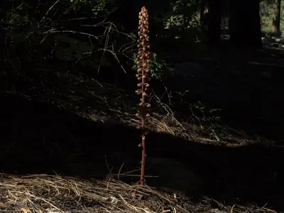 Pinedrops, Pterospora andromedea (15589872094)