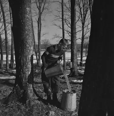 Jerry Boyce pouring maple sap from a collection bucket into a larger can, Thurso, Québec Jerry Boyce versant une chaudière d’eau d’érable dans un grand seau, Thurso (Québec) (40018423653)