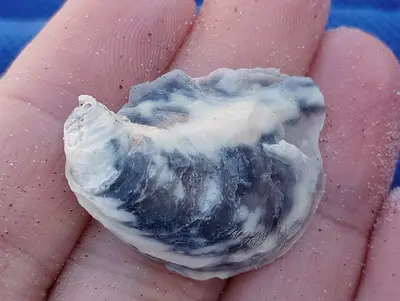 Ostrea lurida 300520789