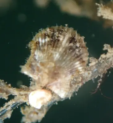 Leptopecten latiauratus 315109353