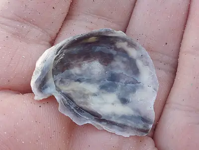Ostrea lurida 300520822