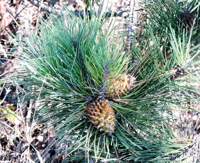 Pinus muricata, Salt Point State Park, Sonoma County, California 1