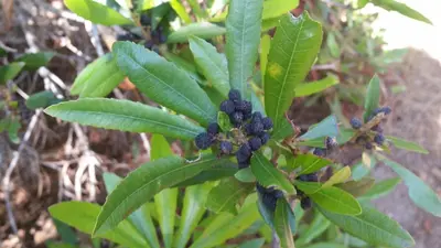 Morella californica - Alex - 331883668