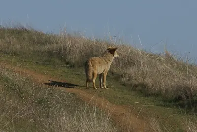 Coyote (6785820720)