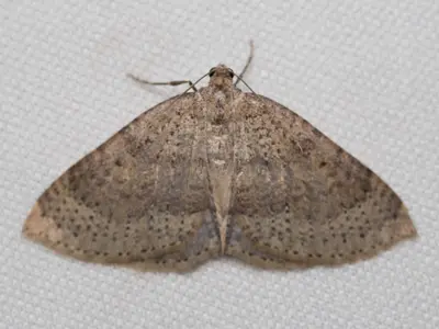 Archirhoe multipunctata