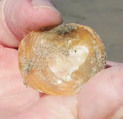 Anomia peruviana 11600793