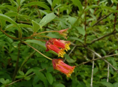 Twinberry - Lonicera involucrata