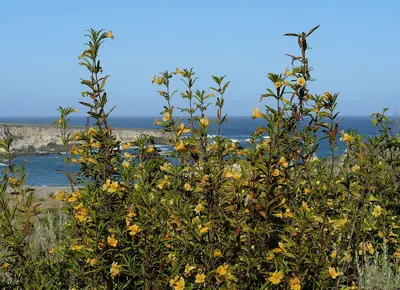 Spooner's Cove (5770348952)