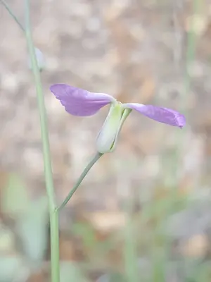 Hesperidanthus linearifolius 22667409