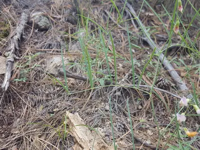 Lathyrus graminifolius 22667376