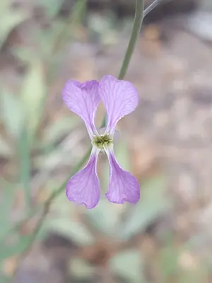 Hesperidanthus linearifolius 22667403