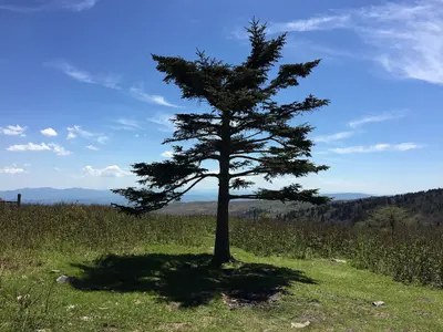 2017-05-16 15 05 57 Fraser Fir along the Appalachian Trail on the west side of Pine Mountain, within the Mount Rogers National Recreation Area in Grayson County, Virginia