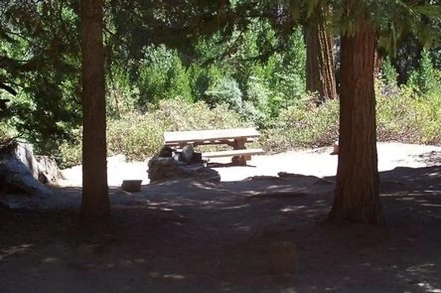 Redwood Meadow