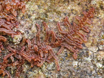 Frullania franciscana