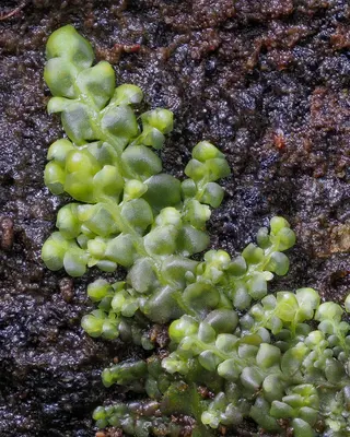 Radula obtusiloba
