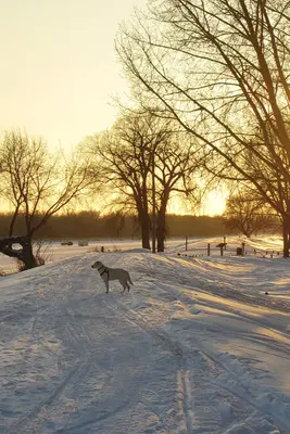 Selkirk Park, Selkirk (484594) (23881200804)