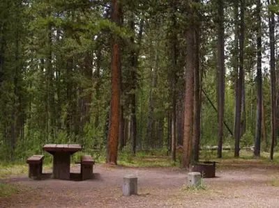 Pine trees surrounding campsite, picnic table & fire ring