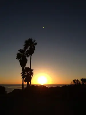 Palm Trees and Star - panoramio