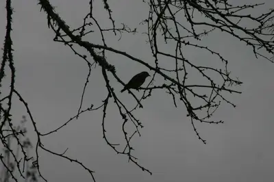 Bird against Twilight