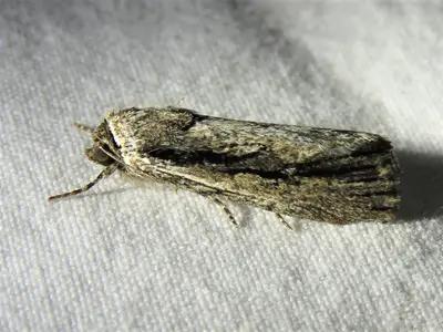 Sympistis atricollaris 22342014