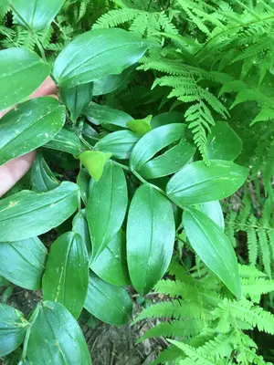 Uvularia puberula iNat-137631450