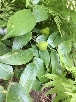 Uvularia puberula iNat-137631419