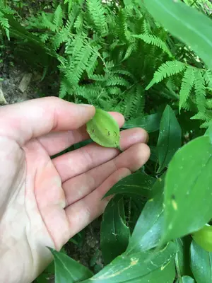 Uvularia puberula iNat-137631477